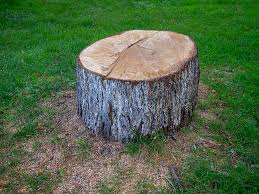 Best Tree Preservation Services  in Despard, WV
