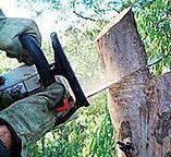Best Fruit Tree Pruning  in Despard, WV