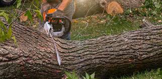 Best Tree Fertilization  in Despard, WV