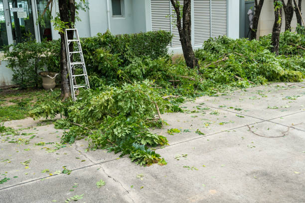 Best Organic Lawn Care Solutions  in Despard, WV