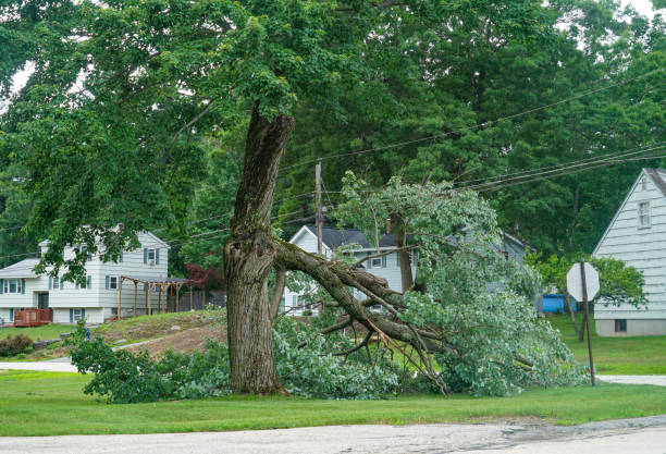Best Tree Mulching  in Despard, WV