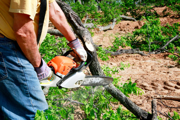 Best Commercial Tree Services  in Despard, WV